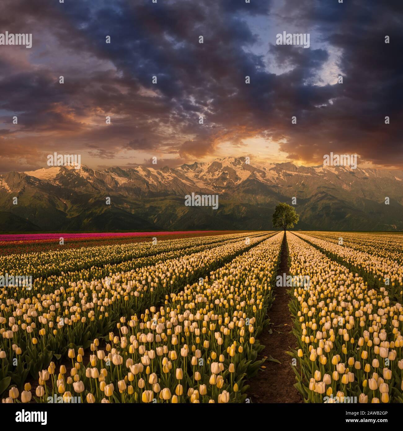 Paysage printanier avec beau champ de tulipes dans la vallée et les montagnes, terres agricoles florales. Coucher de soleil majestueux sur les basses terres Banque D'Images
