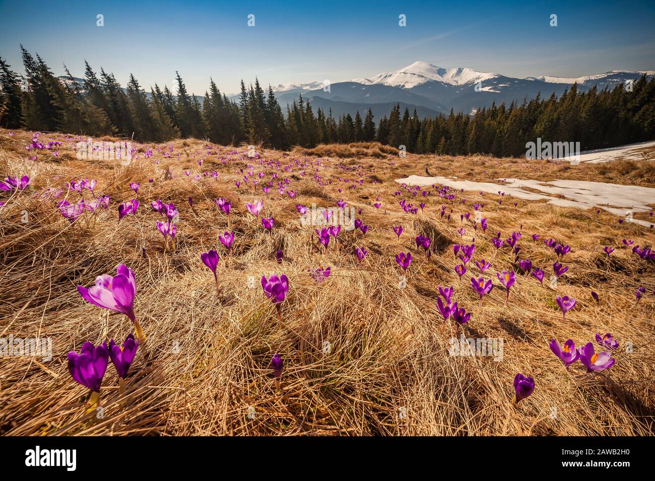 Paysage printanier avec fleurs de crous sur la prairie en montagnes. Nature saisonnière fond floral Banque D'Images