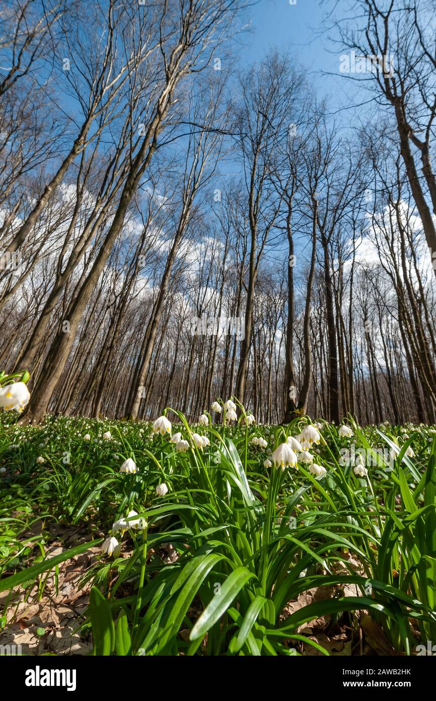 Paysage printanier avec fleurs de neige sur la prairie verte dans la forêt. Journée ensoleillée avec ciel bleu Banque D'Images