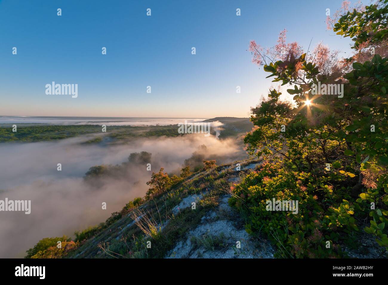 Lever du soleil sur les collines dans le brouillard, sculpter vulgaris sur le paysage printanier. Ciel bleu du matin et soleil Banque D'Images