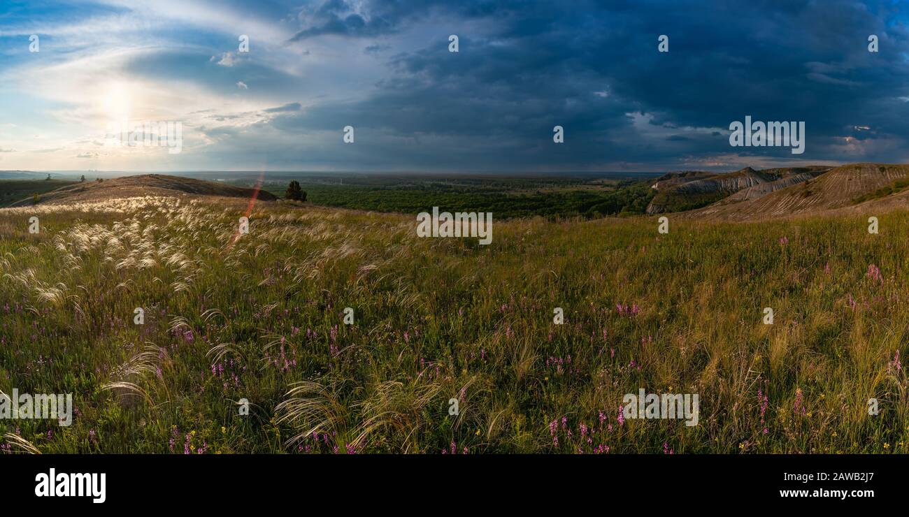 Paysage printanier avec fleurs sauvages à la steppe et nuages dans le ciel. Pré floral avec herbe, panorama, plaine Banque D'Images