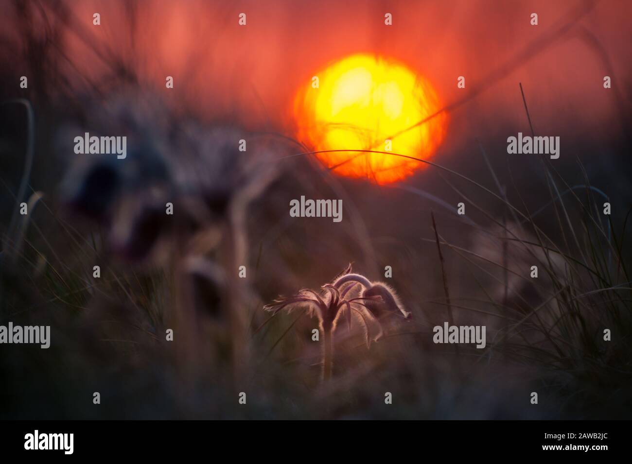 Fond naturel doux avec fleur de pasque dans l'herbe. Printemps matin sur les basses terres, foyer sélectif Banque D'Images