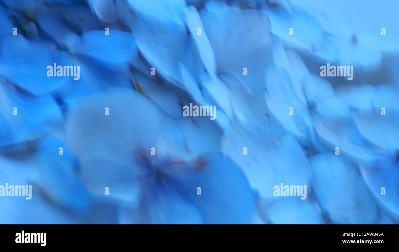 Pétales d'hortensias bleus classiques, floutés Banque D'Images