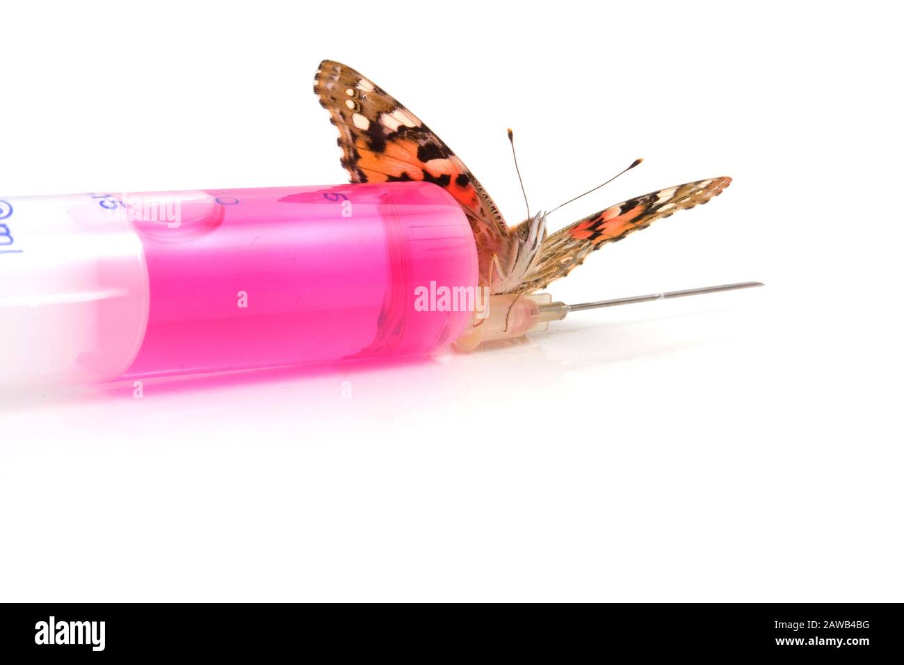 L'image d'un papillon est assise sur une seringue sur fond blanc Photo  Stock - Alamy