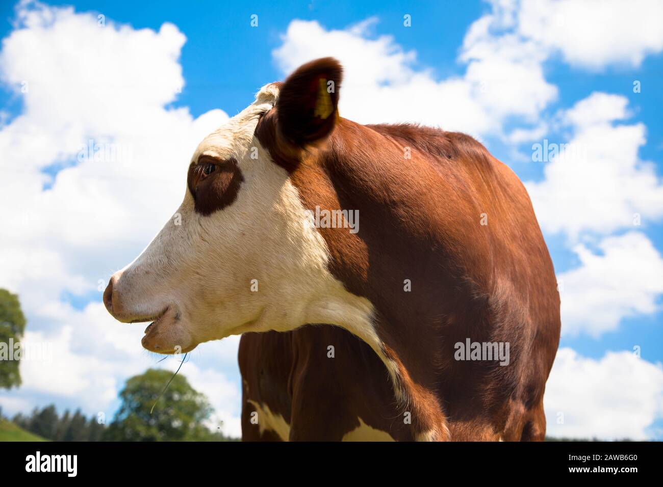Portrait d'une vache sur un ciel bleu Banque D'Images