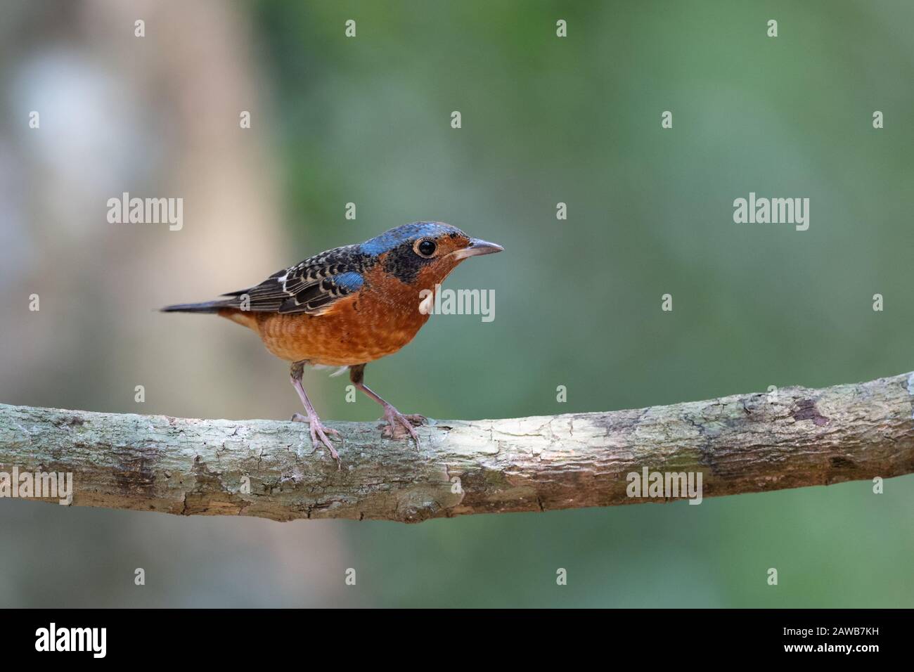 La thrush rocheuse à gorge blanche (Mouticola gularis) est une espèce d'oiseau de la famille des Muscicapidae de l'ordre des Passeriformes. Banque D'Images