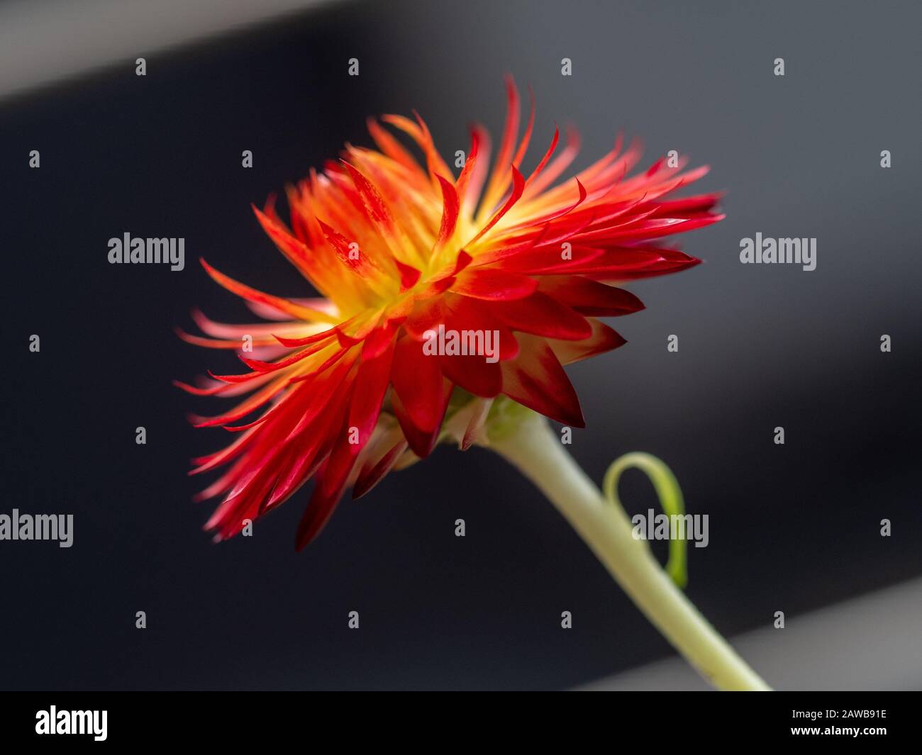 Fleur, jaune crémeux avec des bractées rouges (pétales), cette fraise en papier Daisy aka fera de grandes fleurs séchées Banque D'Images