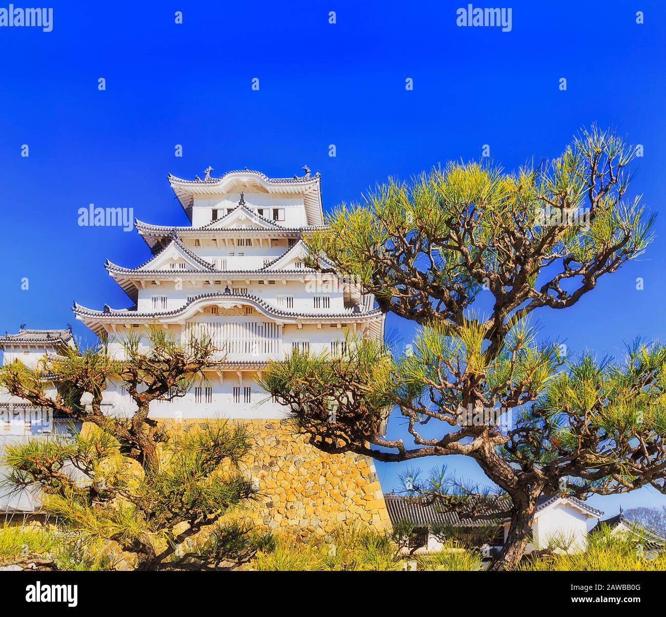 Branche nationale traditionnelle de pins autour du célèbre château blanc dans la ville japonaise Himeji sous le ciel bleu. Banque D'Images