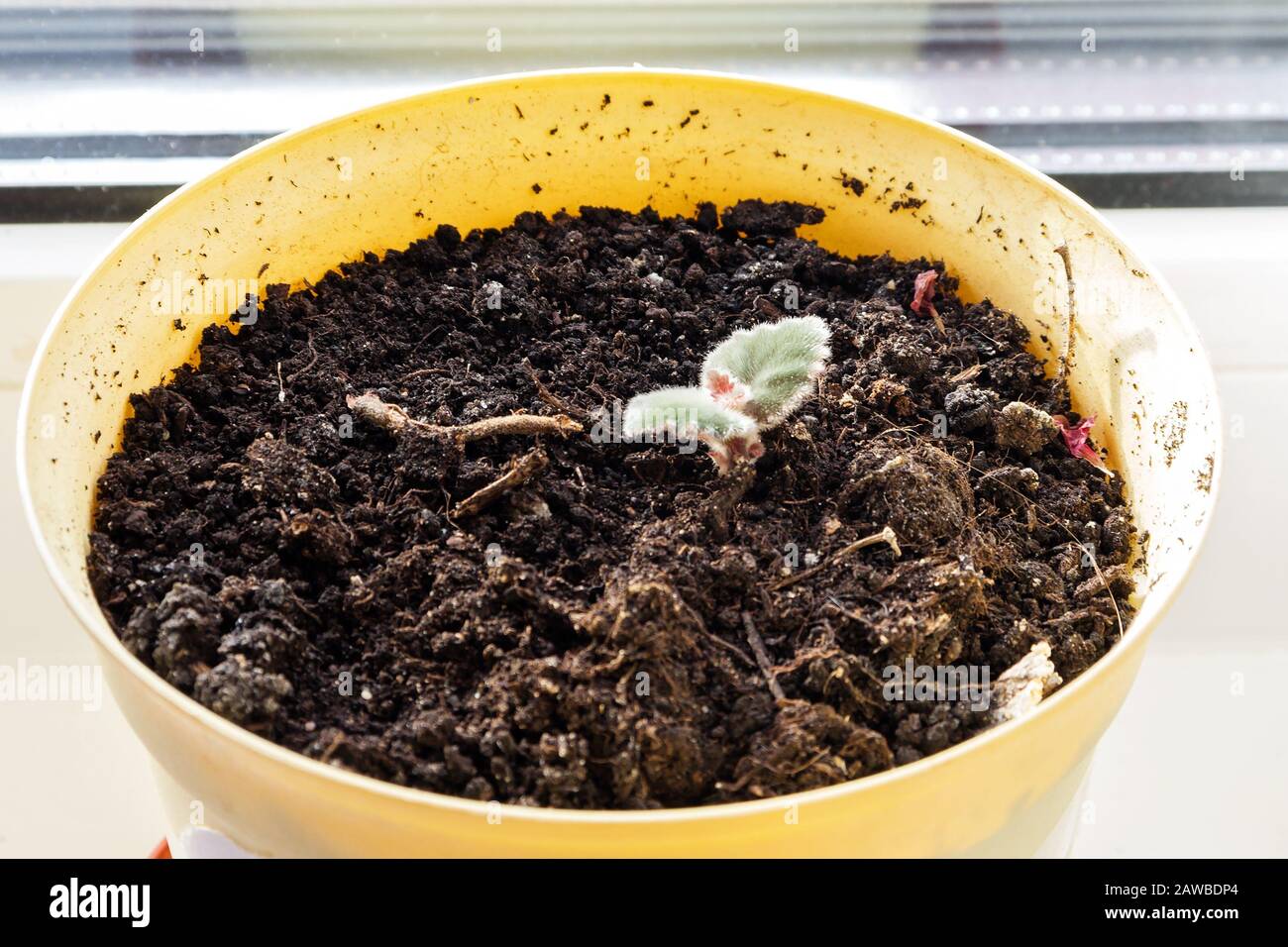 Un germe croissant de la plante gloxinia dans un pot de fleur en plastique. Banque D'Images