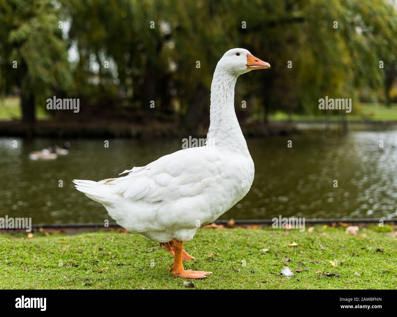 Canard blanc à Coventry Park Royaume-Uni Banque D'Images