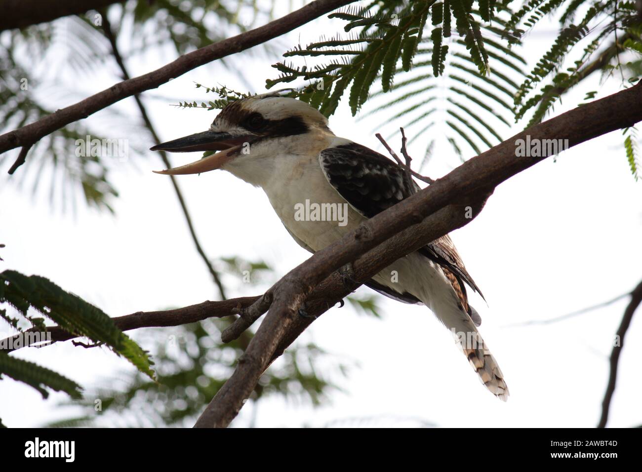 Riant le kookaburra et les amis Banque D'Images