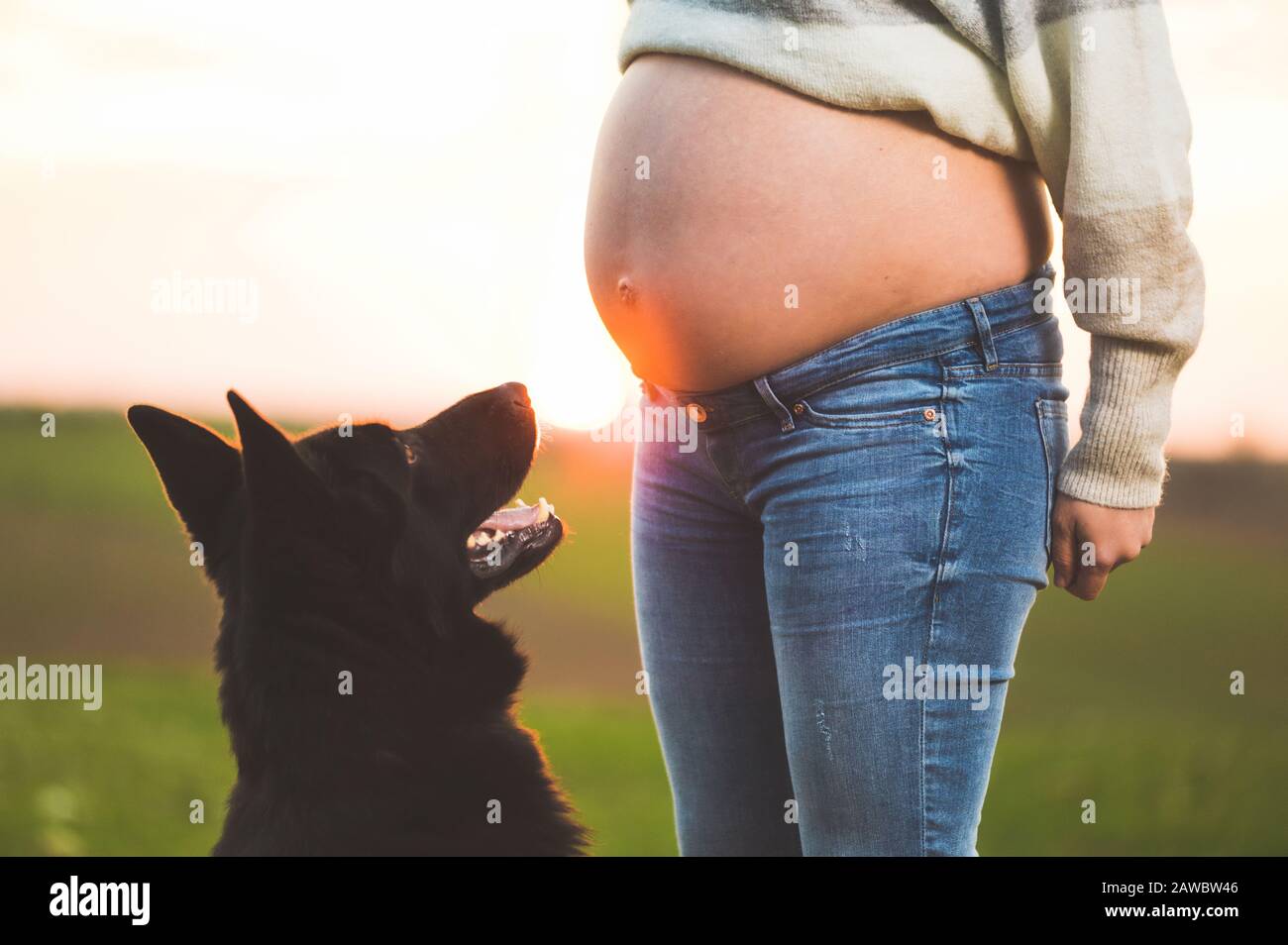 Abdomen De Chien Banque du0027image et photos - Alamy