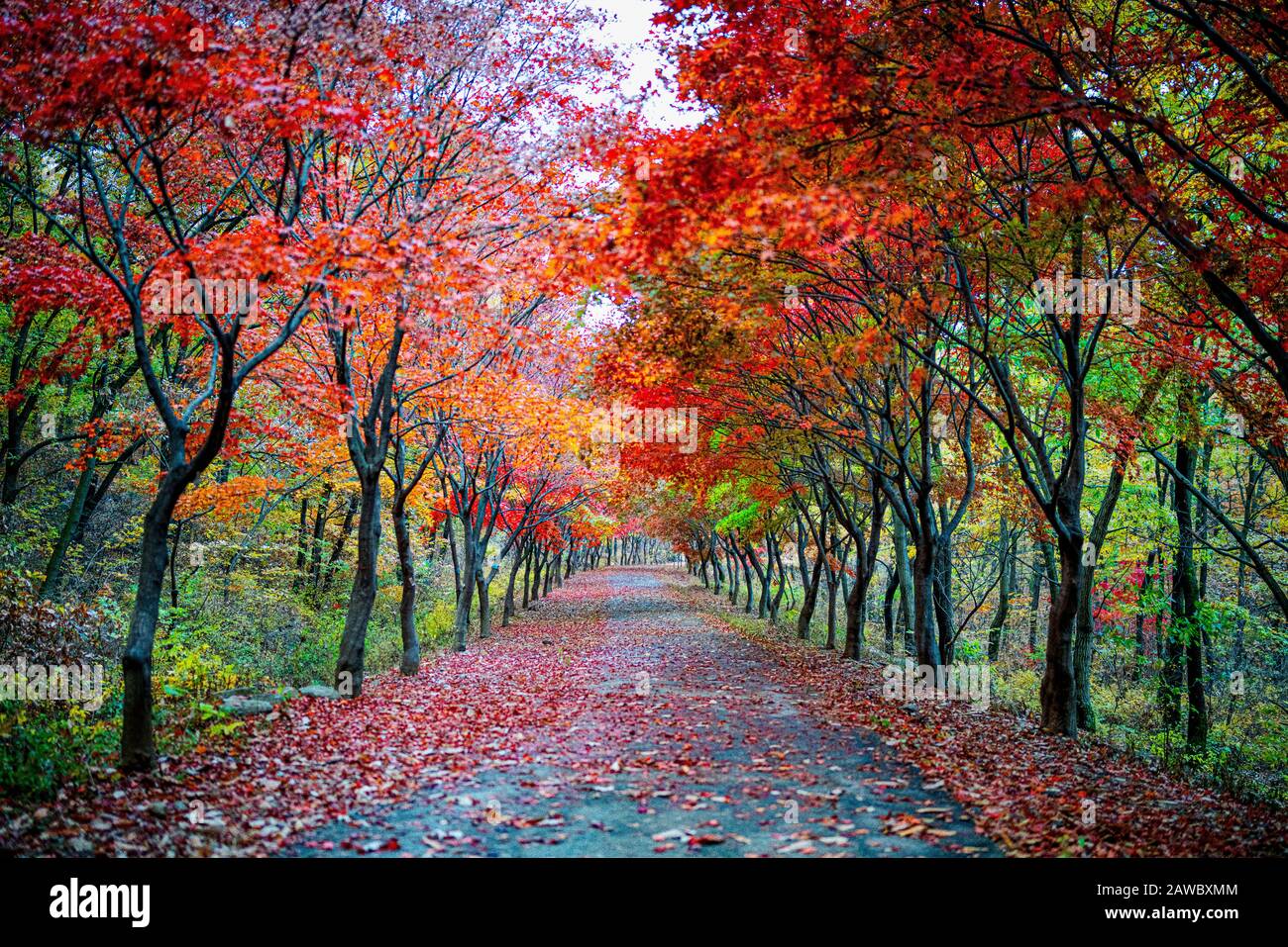 Le palais de Changdeokgung à Séoul, en Corée du Sud, avec son jardin secret, est spectaculaire en automne. Banque D'Images
