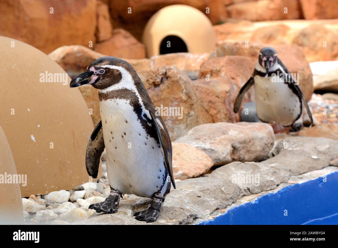 Le pingouin Humboldt (Spheniscus humboldti) oiseau de la famille des pingouins avec un bec noir vivant principalement au Chili et au Pérou. Banque D'Images