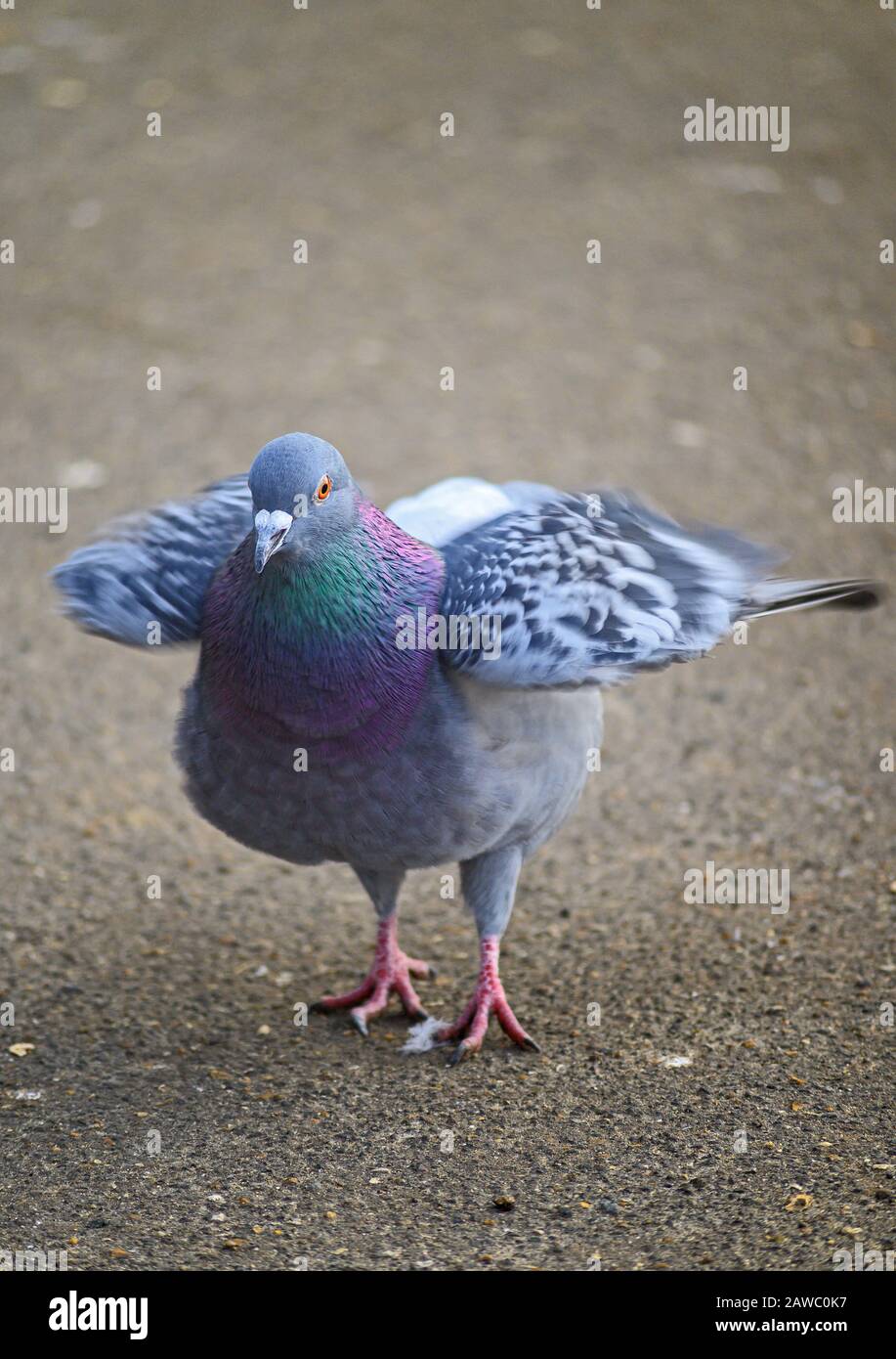 Rock colombe (Columba livia) ou pigeon commun ou pigeon feral à Kelsey Park, Beckenham, Londres, Royaume-Uni. La colombe (pigeon) ruffe ses plumes. Banque D'Images