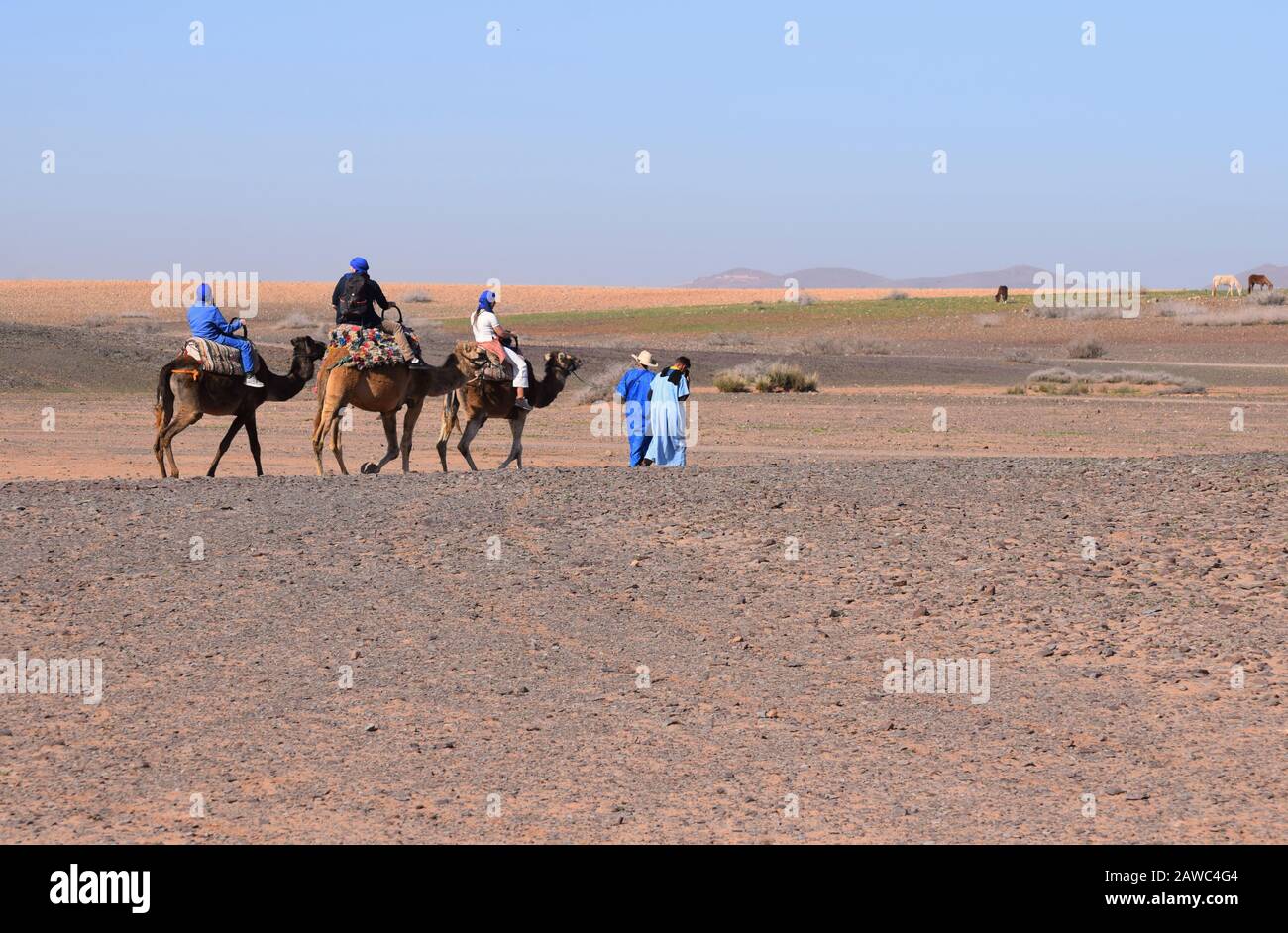 Les touristes en safari à dos de chameau sont dirigés par des guides berbères au Maroc en Afrique du Nord Banque D'Images