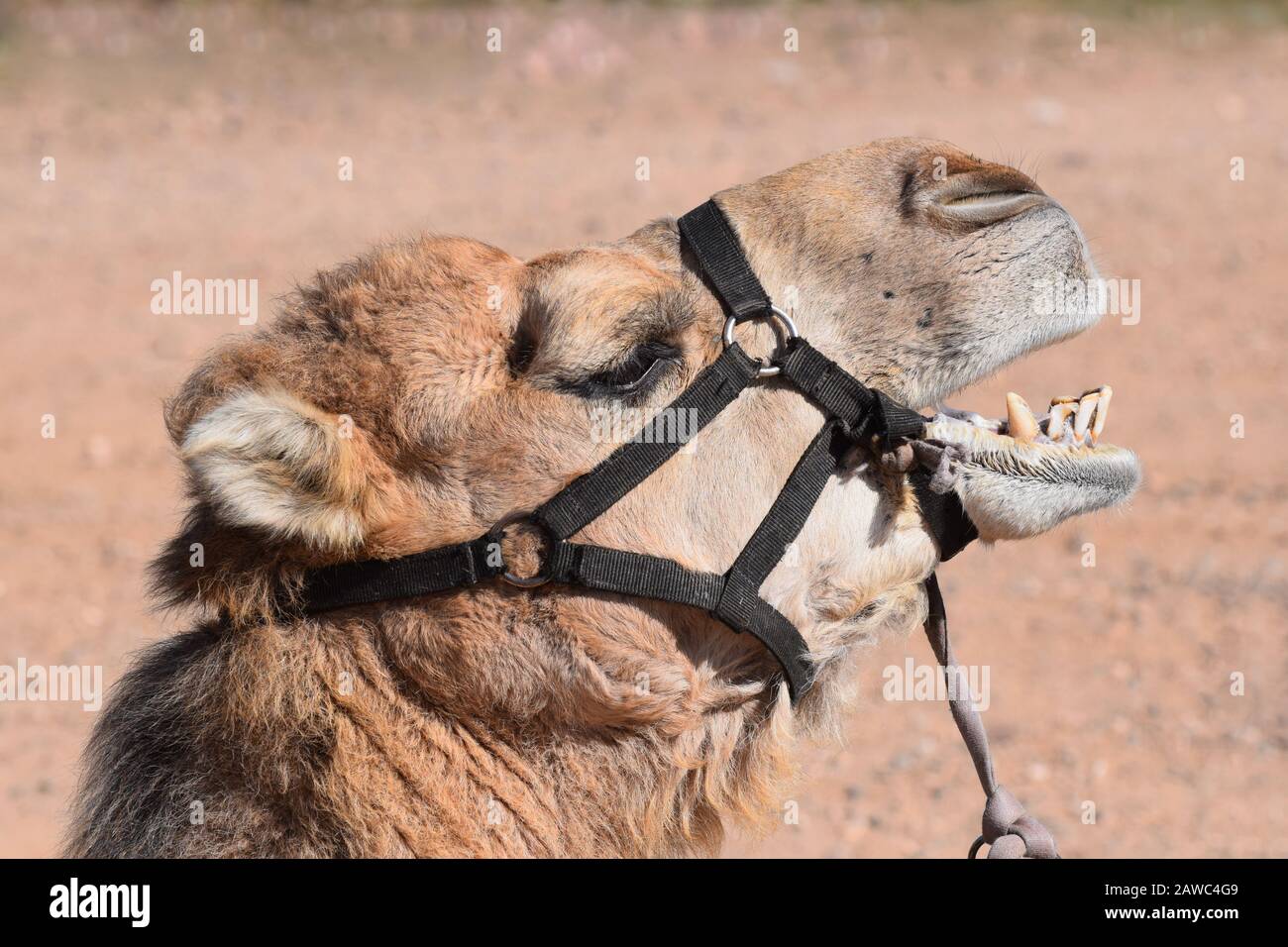 Près de la tête d'un chameau domestique en profil avec sa bouche ouverte Banque D'Images
