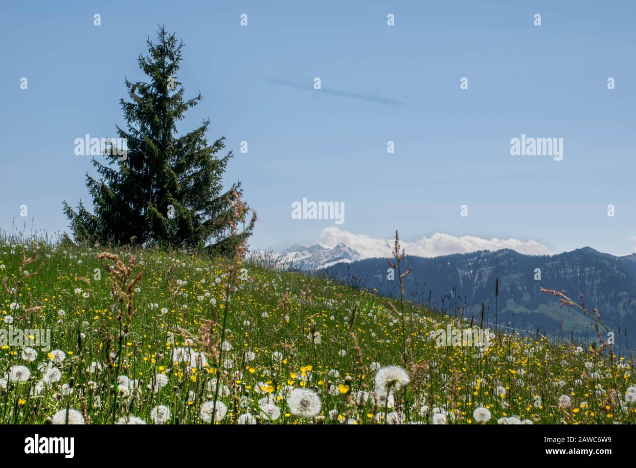 Arbre unique dans le domaine des pissenlits blancs dans les Alpes montagnes, Suisse Banque D'Images