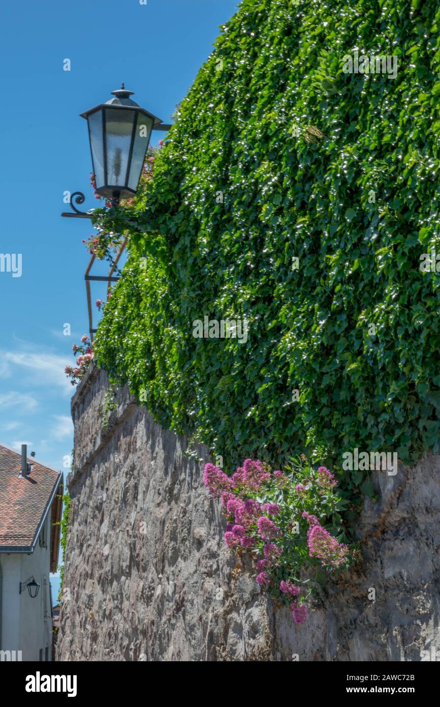 Rue Lantern sur le mur de pierre avec vert ivy Banque D'Images