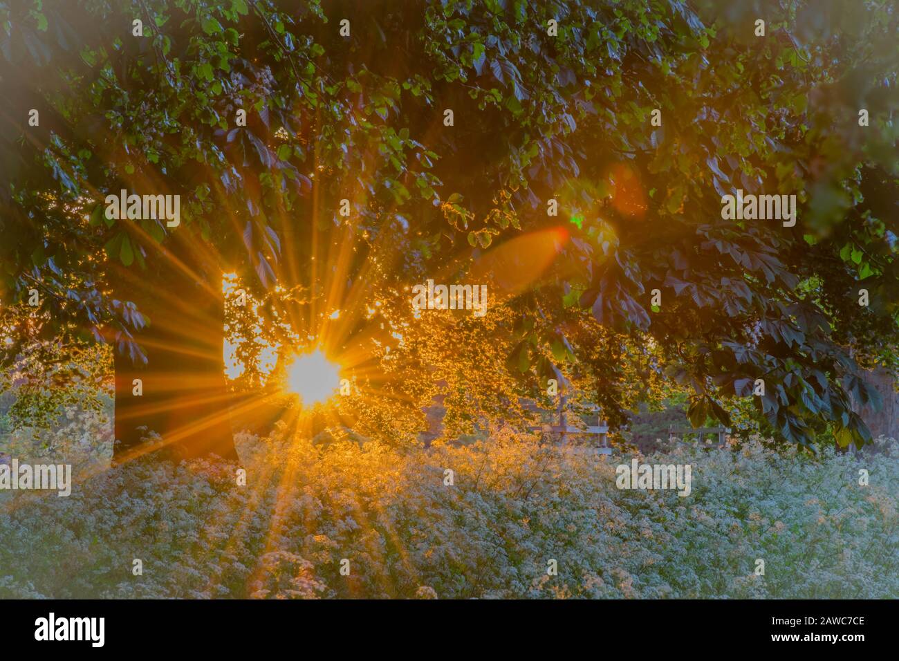 Coucher de soleil d'été derrière les feuilles d'arbre dans le champ de fleurs Banque D'Images