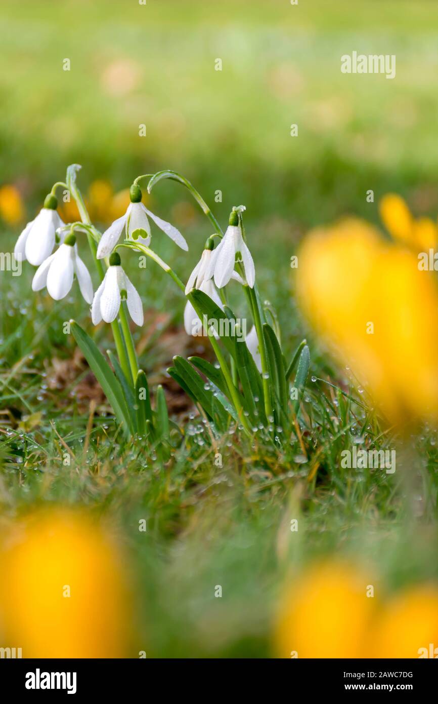 Les Snowdrops blancs se concentrent derrière les crocodiles jaunes non focalisés Banque D'Images