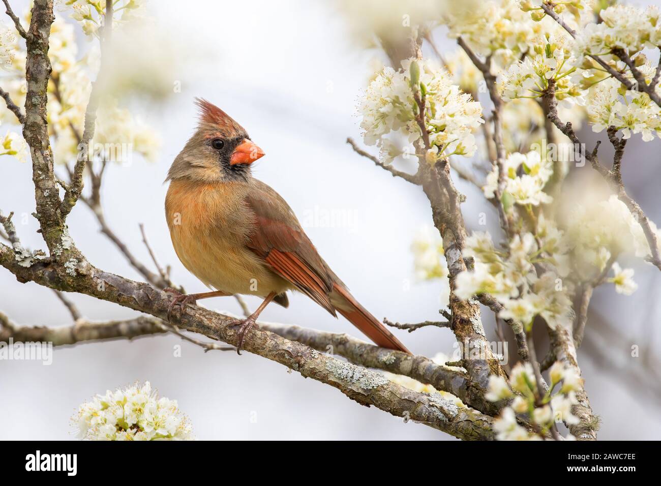 Un cardinal du nord perché dans un arbre de prune. Banque D'Images