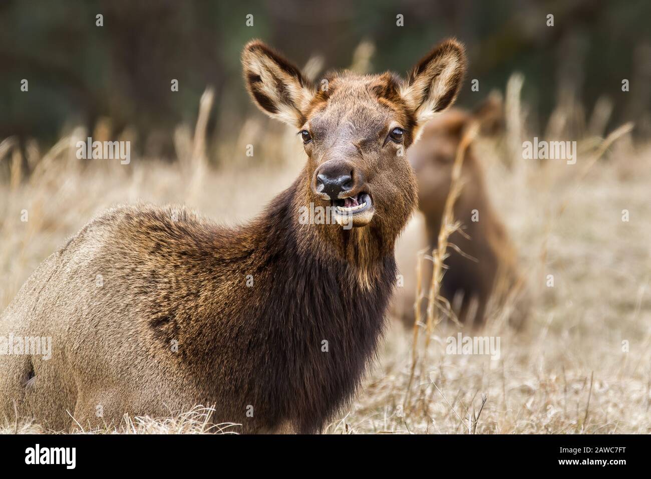 Un wapiti à mâcher la cud. Banque D'Images