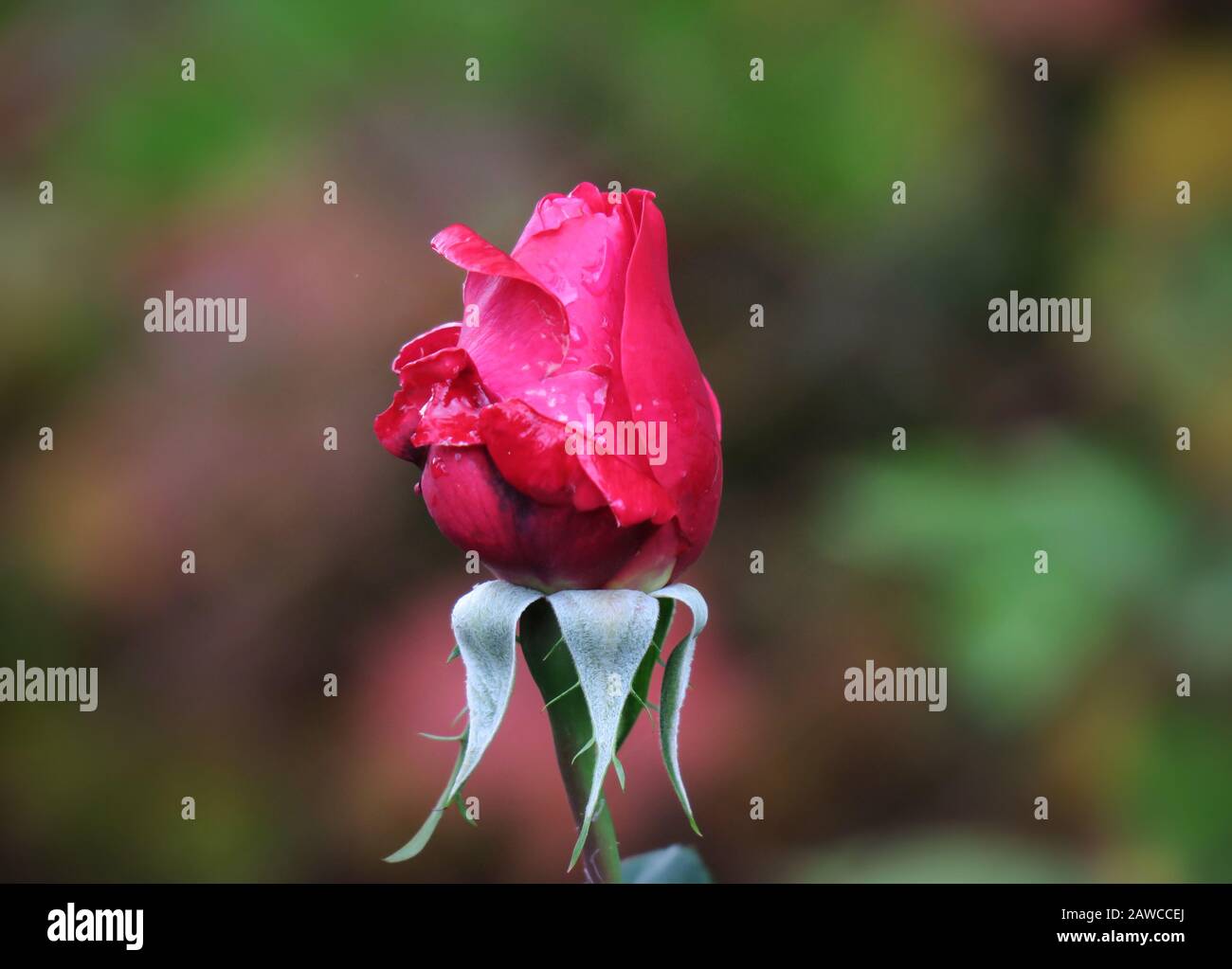 27 mai 2019, Thuringe, Zella-Mehlis : une rose du Bengale pousse dans un jardin. Photo: Soeren Stache/dpa-Zentralbild/ZB Banque D'Images