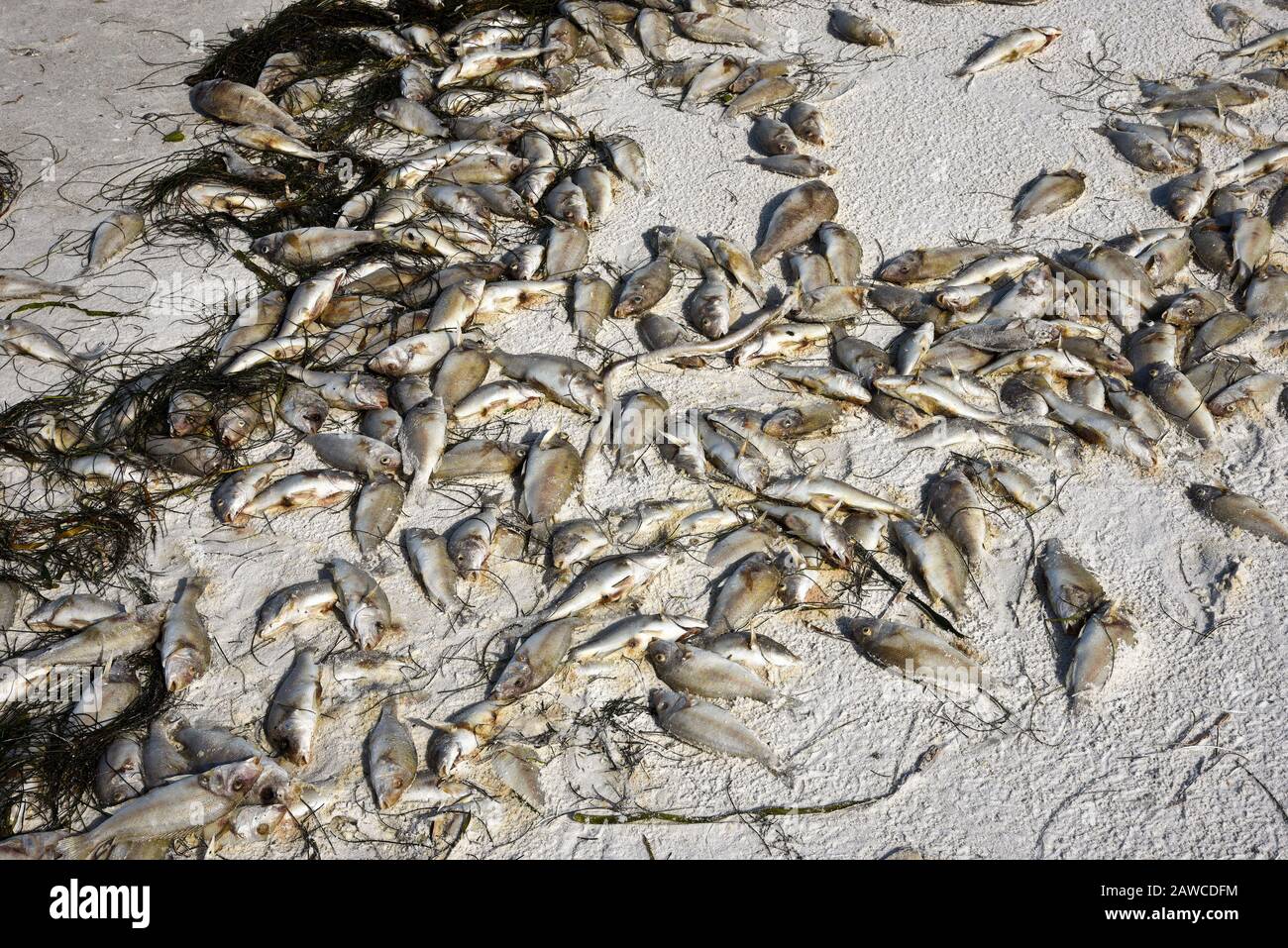 Tide rouge: Plage couverte de poissons morts tués par la floraison d'algues rouges toxiques. Banque D'Images