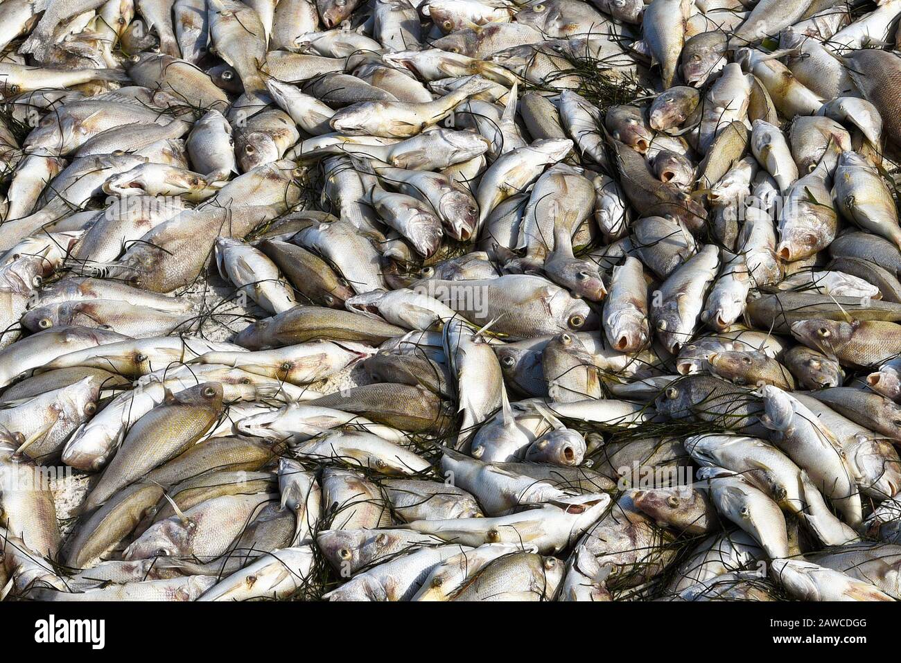 Tide rouge: Plage couverte de poissons morts tués par la floraison d'algues rouges toxiques. Banque D'Images