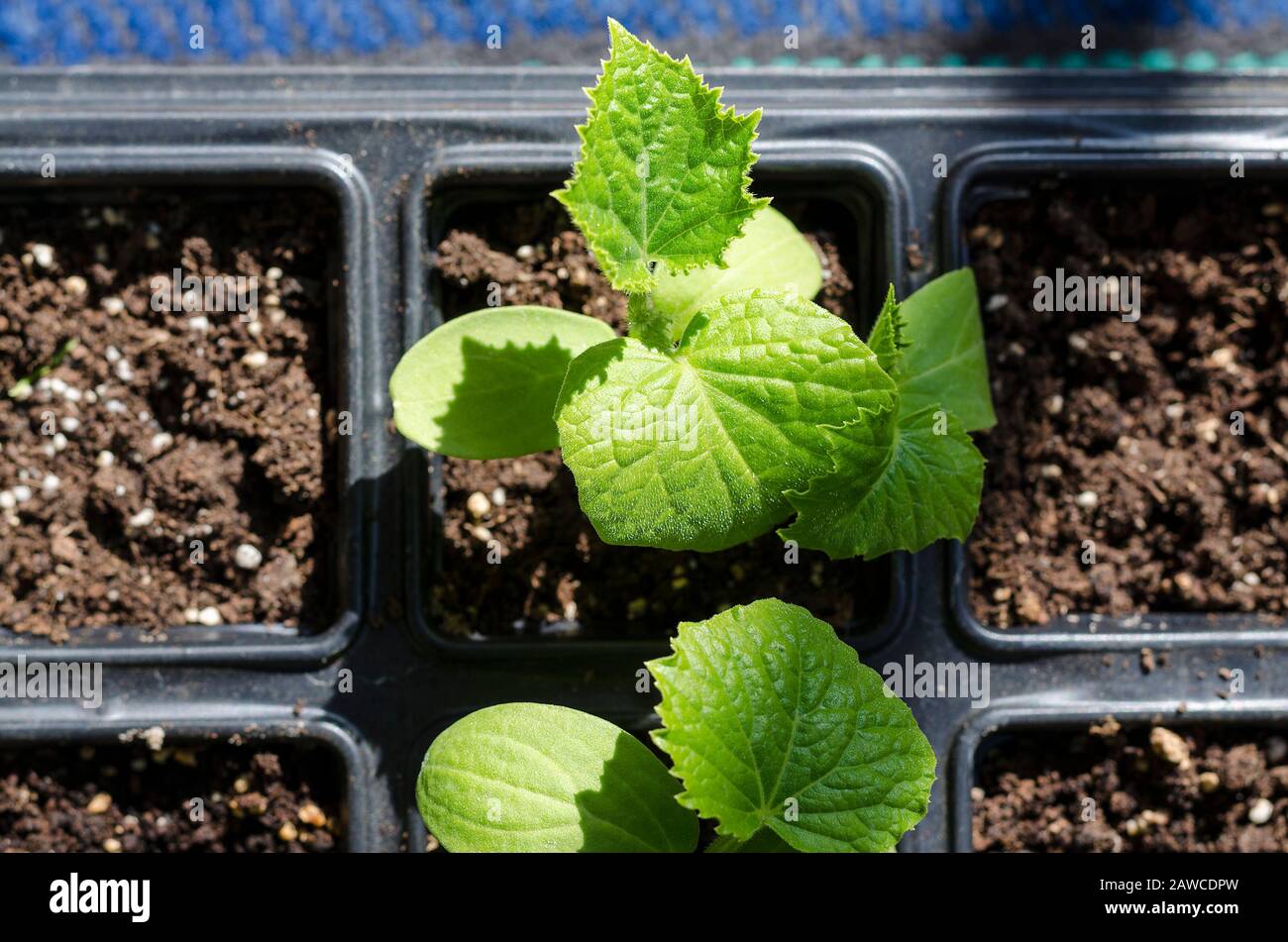 Cultiver des bio-légumes dans l'ombre dans le nord de la Bulgarie Banque D'Images