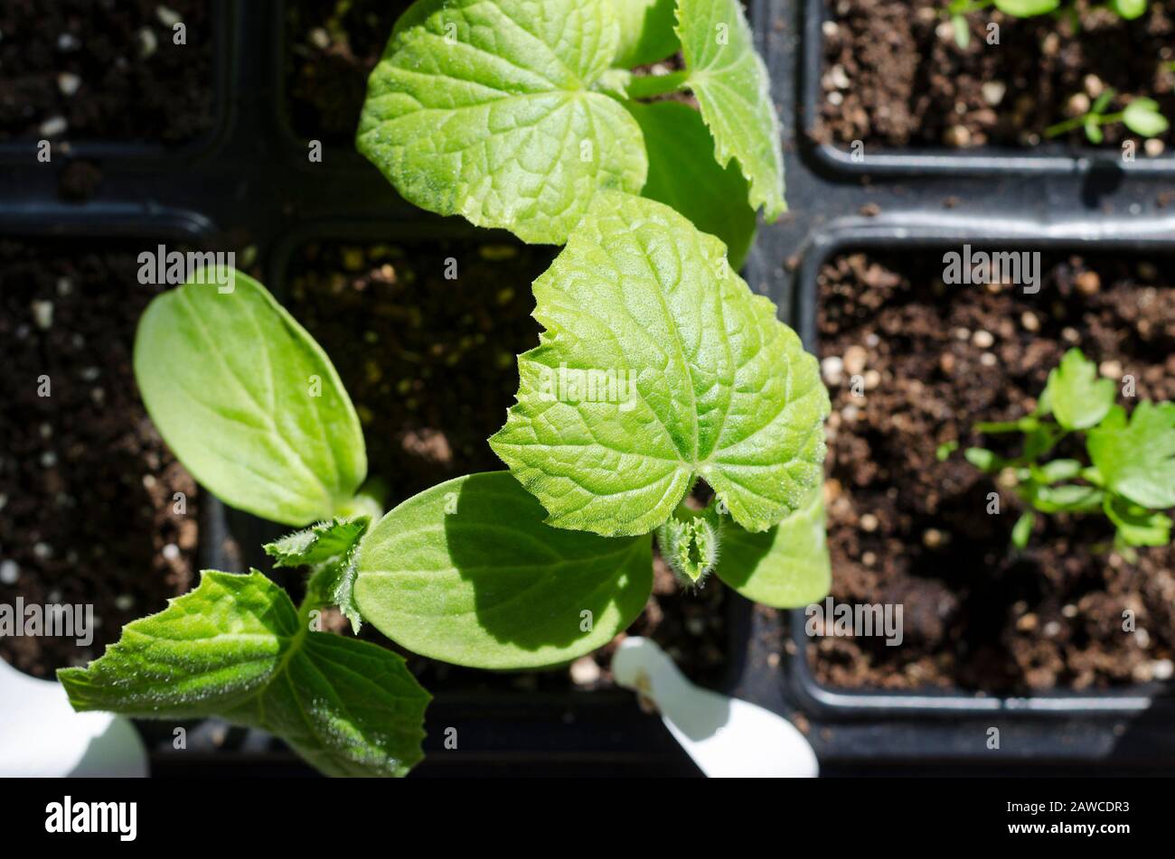 Cultiver des bio-légumes dans l'ombre dans le nord de la Bulgarie Banque D'Images