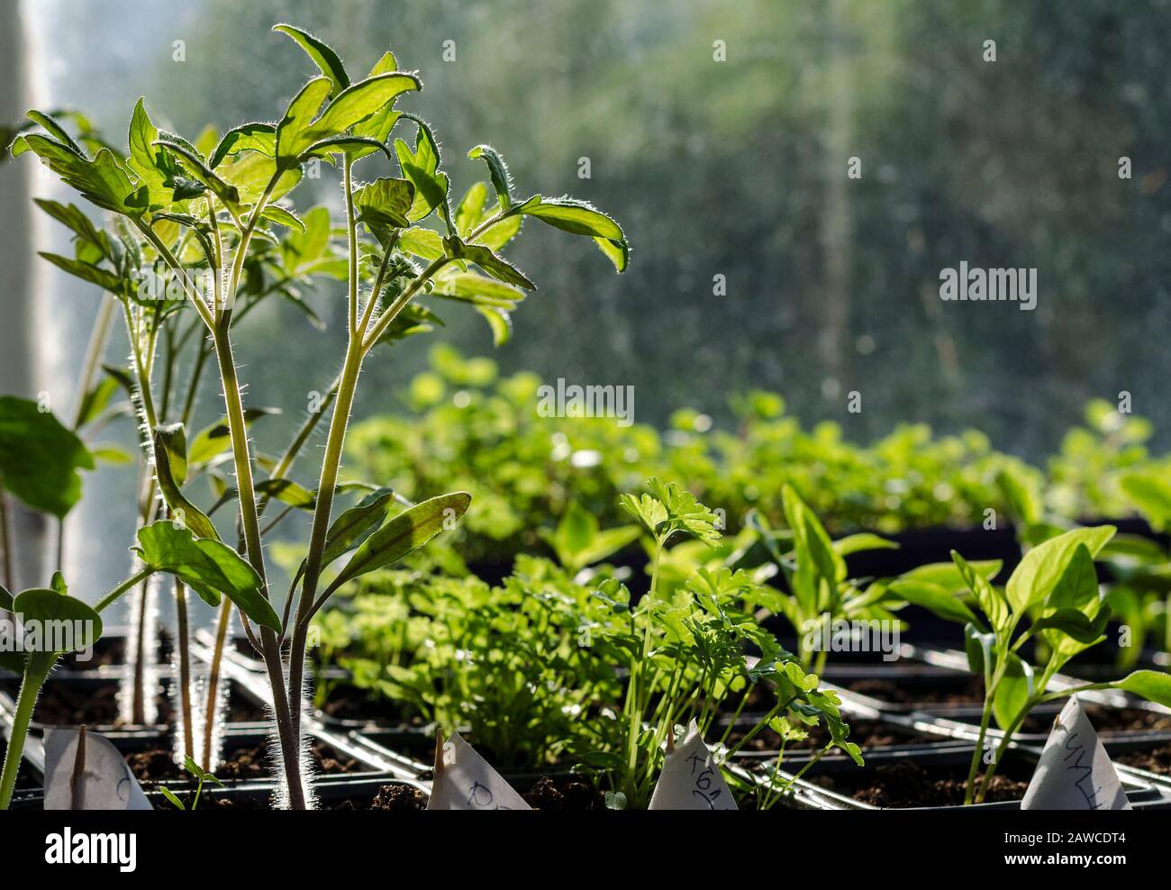 Cultiver des bio-légumes dans l'ombre dans le nord de la Bulgarie Banque D'Images