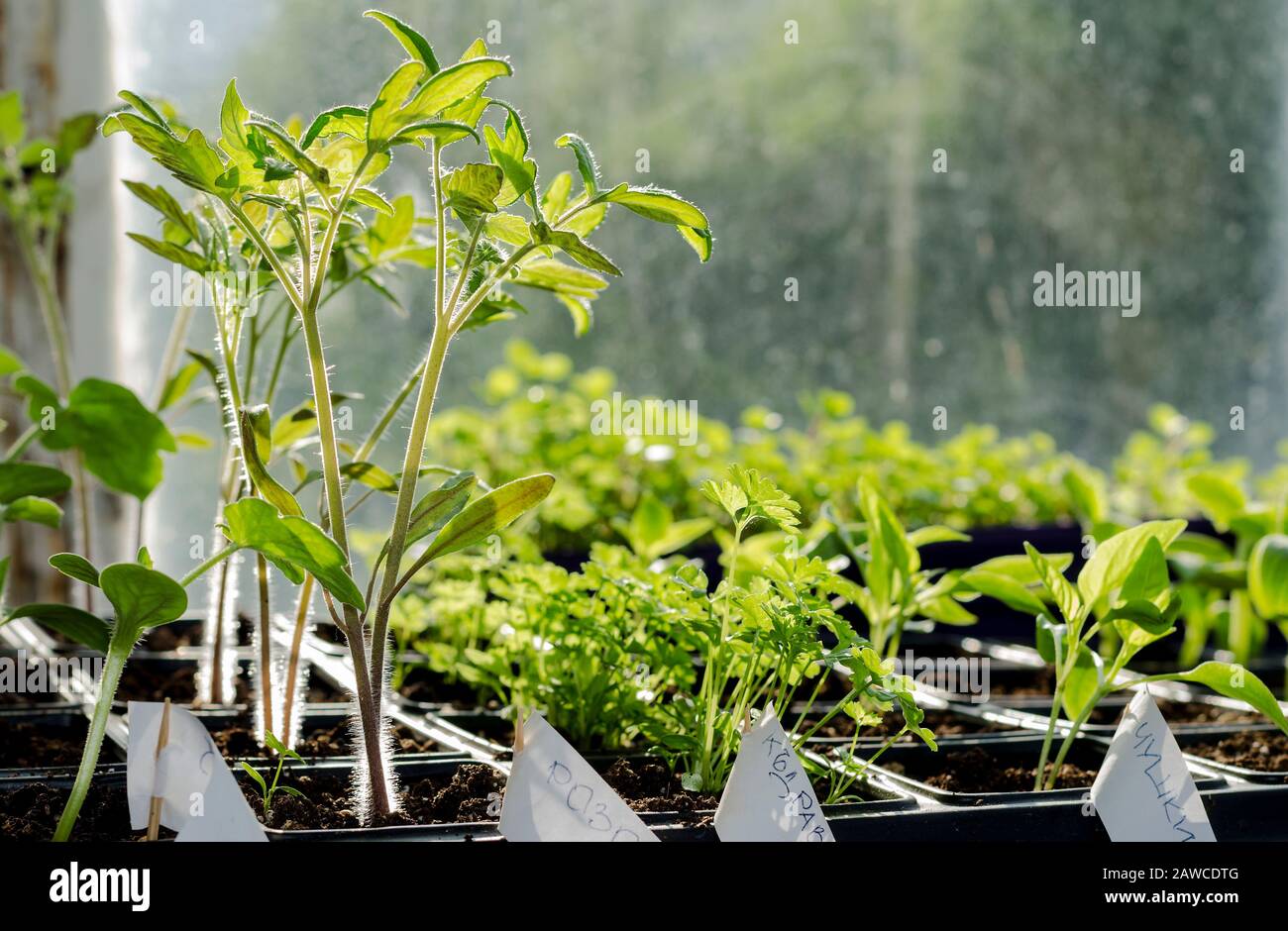 Cultiver des bio-légumes dans l'ombre dans le nord de la Bulgarie Banque D'Images