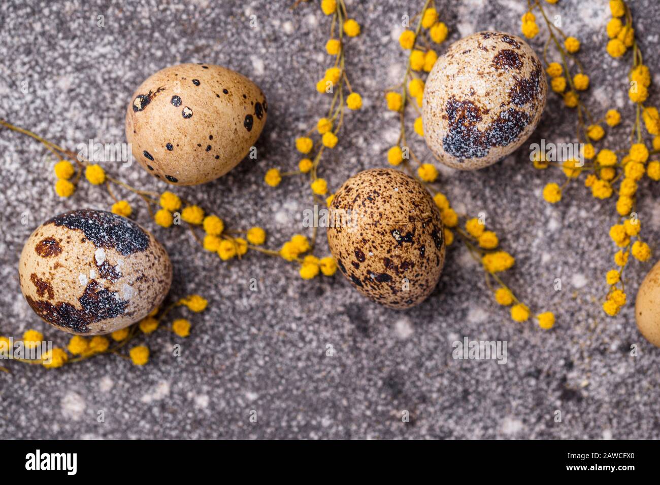 Œufs de caille et fleurs mimosa Banque D'Images