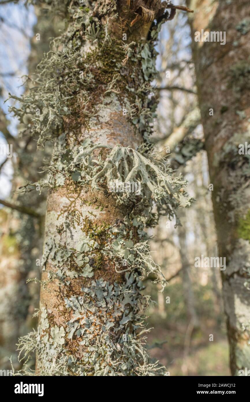 Thallus de lichen vert pâle sur le petit tronc d'arbre au soleil de printemps. Peut-être un membre de la famille Parmorema. Banque D'Images