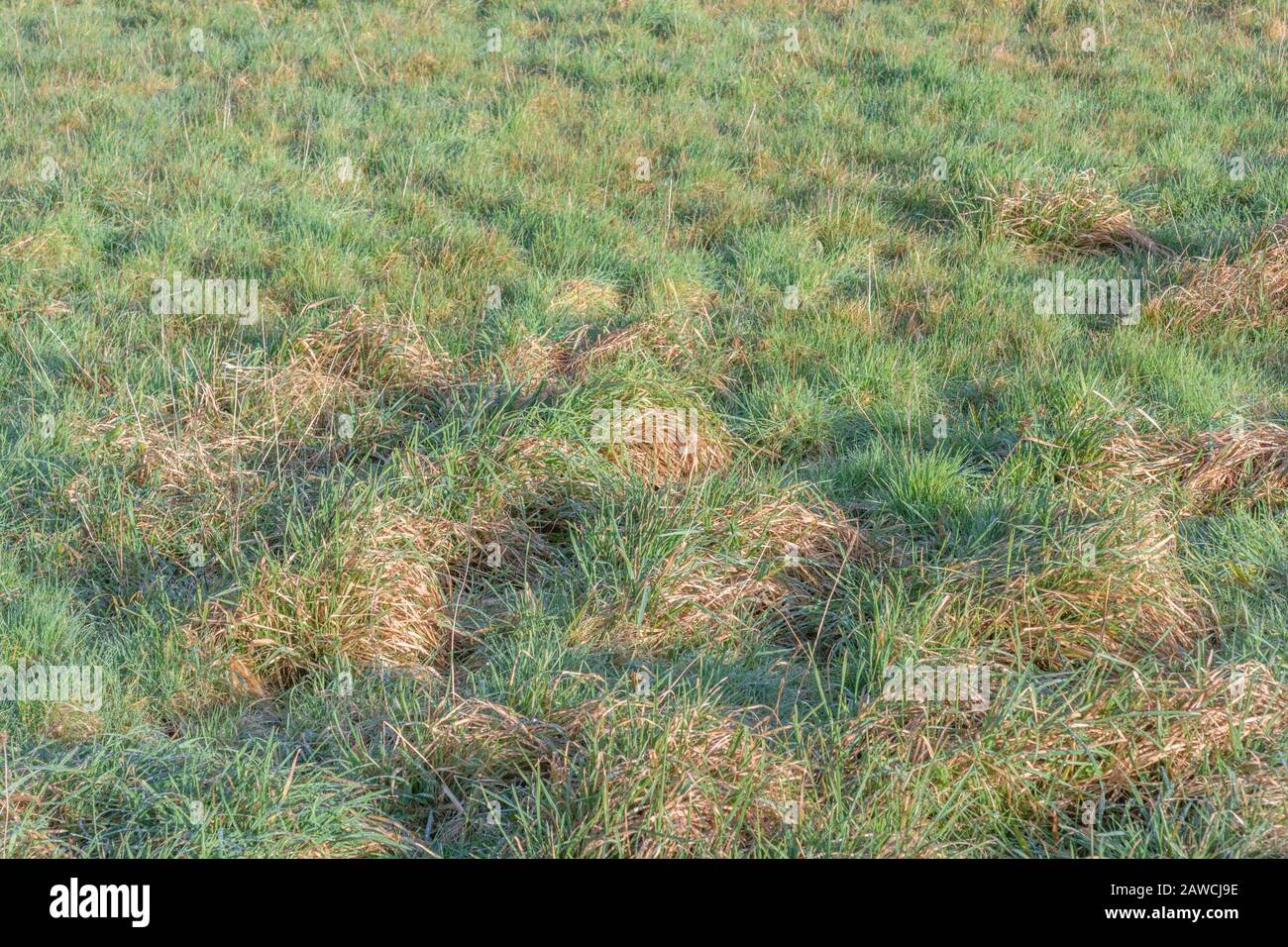 Touffes d'herbe touchées par le soleil d'hiver de tôt le matin. Concept agricole et agricole britannique, activité de pâturage et de pâturage potentiellement. Banque D'Images