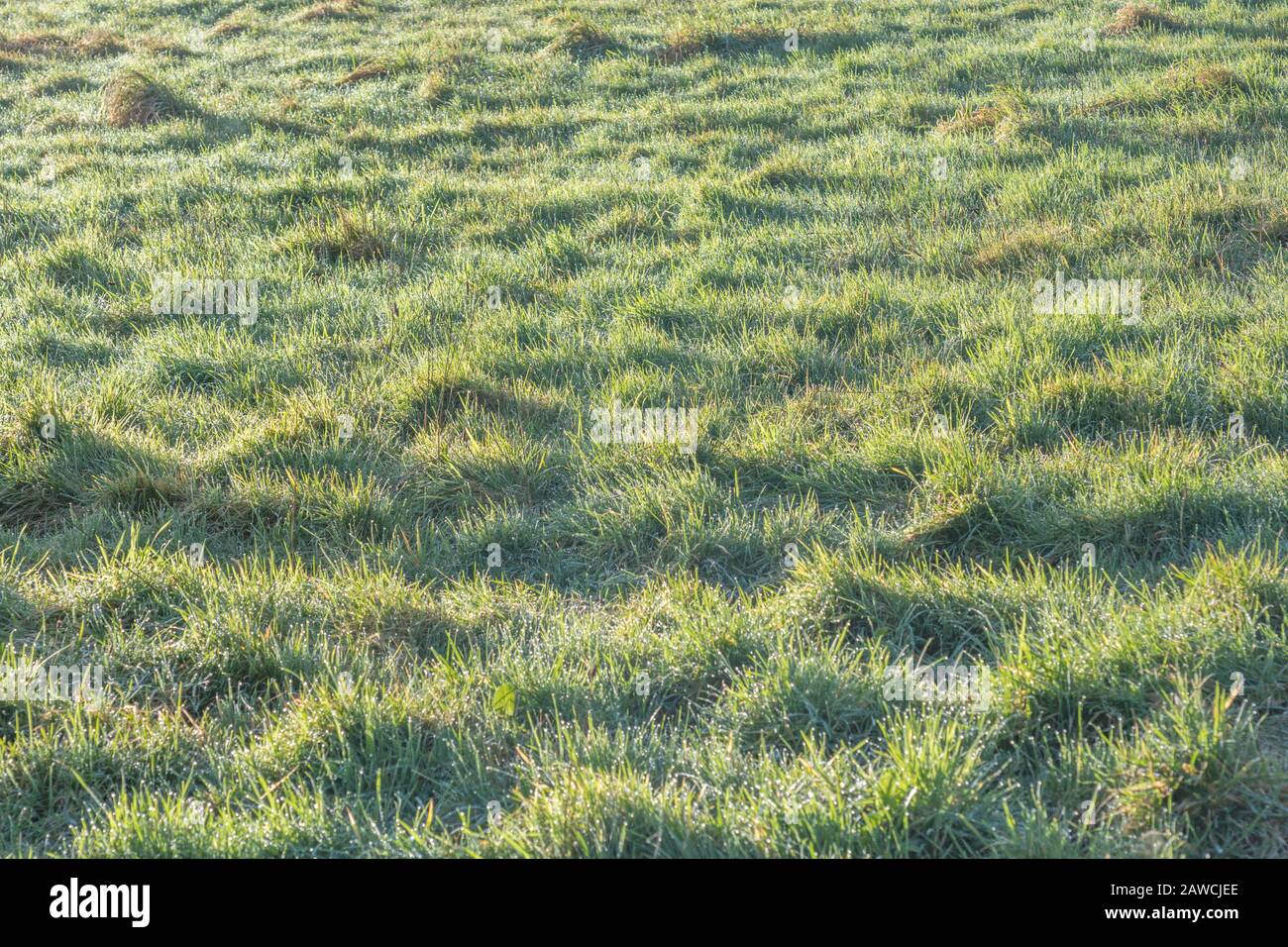 Touffes d'herbe touchées par le soleil d'hiver de tôt le matin. Concept agricole et agricole britannique, activité de pâturage et de pâturage potentiellement. Banque D'Images