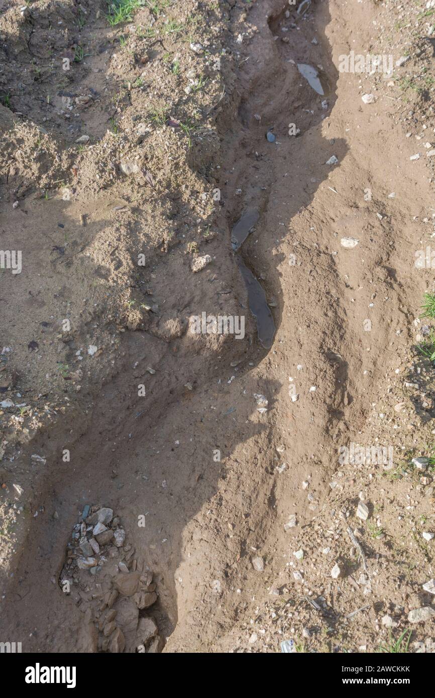 Canal d'érosion par l'eau / canaux de lavage par érosion par les rill dans le champ arable du Royaume-Uni où la pluie a lavé la terre arable. Érosion de l'eau de surface, perte du sol, ravin du sol. Banque D'Images