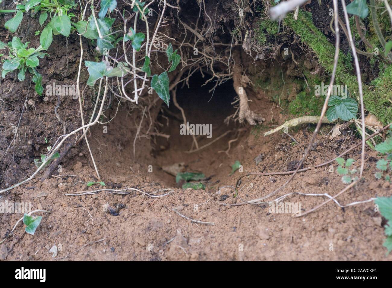 Trou de lapin à Cornish hedgeriw. Métaphore vers le bas du trou de lapin, théories du complot, terriers d'animaux, entrant dans l'inconnu, course de lapin, refuge sûr. Banque D'Images