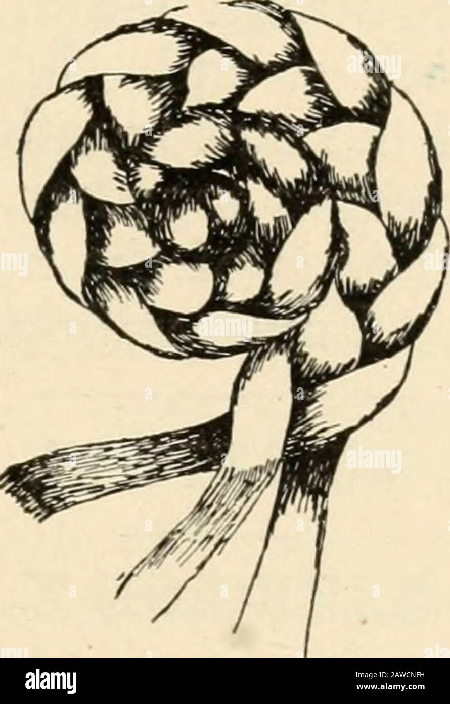 Travail constructif; . econd et sous le troisième volet. Placer le brin droit sous le second et sur le troisième brin. Répéter l'opération jusqu'à ce que la longueur souhaitée soit atteinte. Braid À Cinq Brins. EZERCISE III Placer le brin gauche sur le second et sous le troisième brin. Placez le brin droit sur le second et sous le troisième brin. Répéter l'opération jusqu'à ce que la longueur souhaitée soit atteinte. Braid À Sept Brins. EXERCICE IV Placez le brin gauche sur le second et sous les troisième et quatrième brins. Placer le brin droit sur le second sous les troisième et quatrième brins. Relais jusqu'à ce que le des Banque D'Images