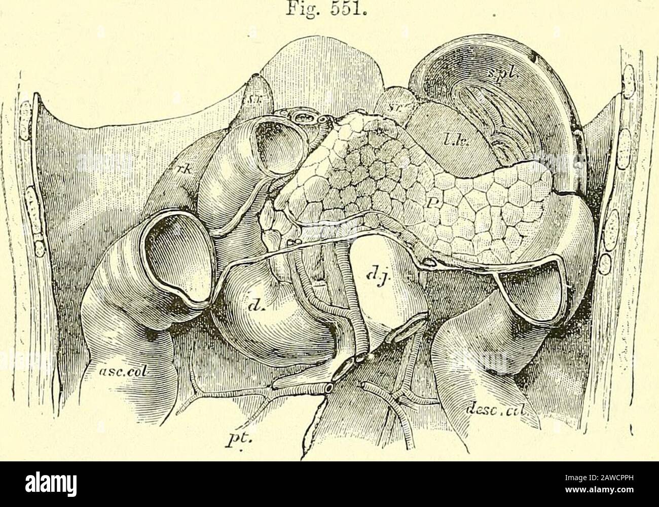 Les éléments de l'anatomie de Quain . il. ^Q,la surface postérieure est fixée par le tissu aréolaire à la veine cave. (536 LE PANCRÉAS. L'aorte, l'artère mésentérique supérieure et la veine, le commencementi)f le porte-veine vena, et les piliers du diaphragme, toutes les parties d'quelleques, à côté de nombreux vaisseaux lymphatiques et glandes, sont interposées entre le beweenit et la colonne vertébrale : à gauche de la colonne vertébrale, il est attaché de la même manière à la capsule et au rein suprarénal gauche et aux vaisseaux rénaux. Des grands vaisseaux situés derrière le pancréas, l'artère et la veine supérieurs sont embrassés par la substance de Banque D'Images
