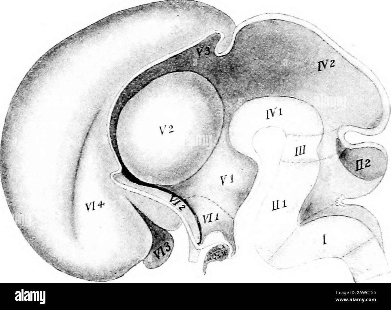 Le développement du corps humain; un manuel d'embryologie humaine . cations des murs. La cavité de la troisième vésicule persiste chez l'adulte en tant que quatrième ventricule, traversant toutes les sous-divisions de la vésicule; celle de la seconde, croissante mais peu inheight et étendue, constitue l'iter; alors que celle de la première vésicule est poursuivie dans les hémisphères cérébraux pour former les ventricules latéraux, le reste de celle-ci consututingle troisième ventricule, qui inclut la cavité de la portion médianale du telencéphale ainsi que la cavité entière du diencéphale. 406 LE DÉVELOPPEMENT DU Banque D'Images