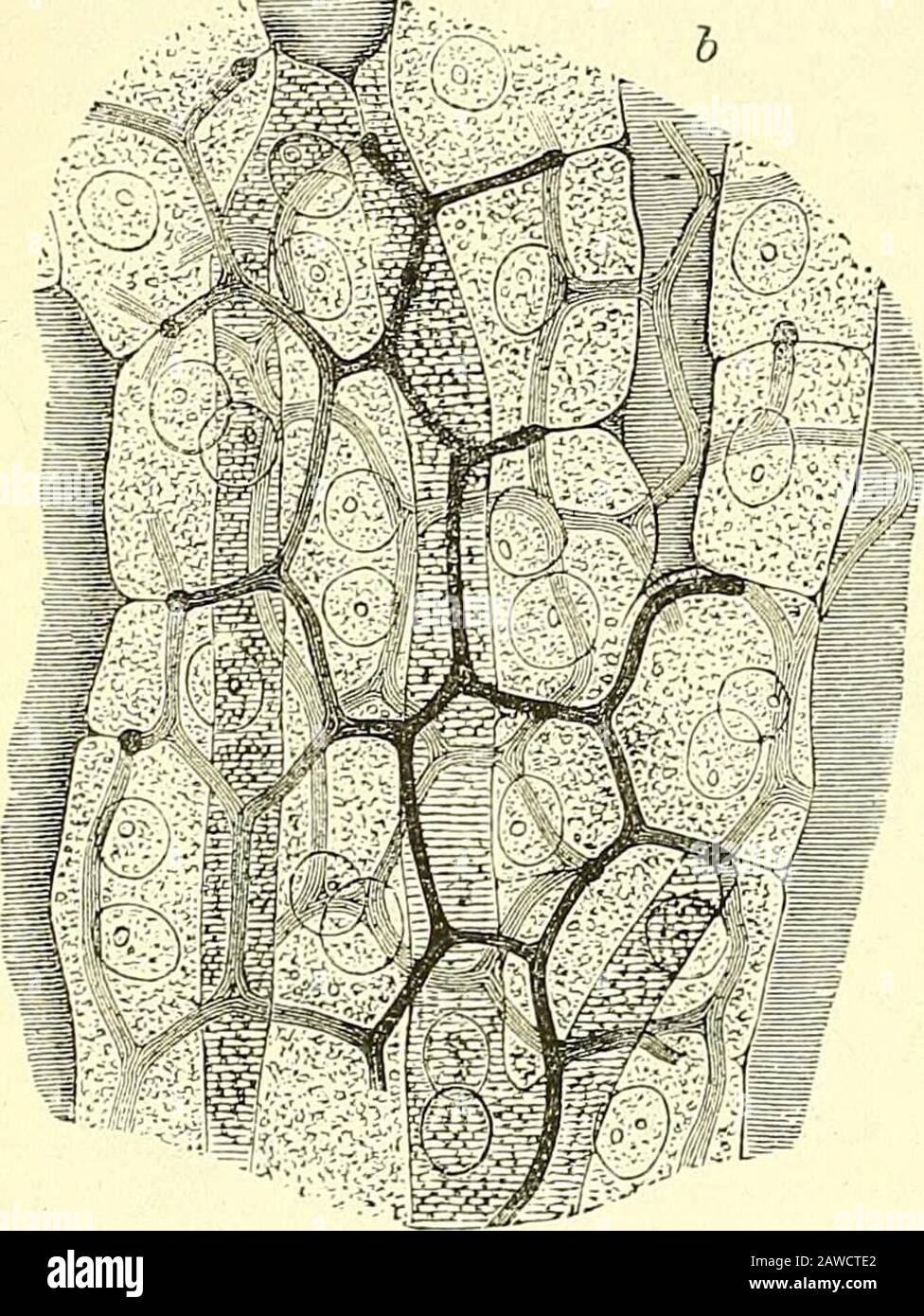 Les éléments de l'anatomie de Quain . injection, ils ont démontré l'existence de vacuoles dans les thecells communiquant par des canaux intracellulaires de très minute avec la bile-canaliculi attenante (voir fig. .549). Dans les vertébrés inférieurs et dans les stades antérieurs de développement chez les oiseaux et les mammifères, le foie est une glande tubulaire, composée de tubules anastomosants, avec une lumine étroite (canaliculi biliaire), et directement continue avec les conduits. Les animaux de l'ensemble la bile-canaliculi sont séparés par au moins un poi-tion d'une cellule des Caijillaires de sang les plus proches. Structure des conduits.—la minute ra Banque D'Images