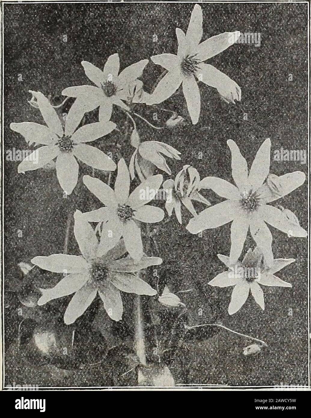 Livre de jardin de Dreer 72ème édition annuelle : 1910 . CI^IVIA MINIAXA (IMANTOPHYUUM). Une jolie plante de type Jily de la culture la plus facile, et une plante de houie la plus desir-able; elle fleurit pendant les mois de printemps et d'été, restant en fleur pendant une longue période. Les fleurs sont d'environ 2 pouces de long, et sont transmises dans des grappes denses de dix à deux fleurs chacune; en couleur, il est d'un ombrage orange-reil fin à buff.Grandes, plantes fortes, 50 cts chacun. S/n^A SCA]DKT»is (cups et Soucoupes de vigne). Un beau grimpeur, de croissance rapide, de grandes fleurs en forme de tasse-iand-soucoupe violette. Pour la couverture des mandrins, des treillis, Banque D'Images