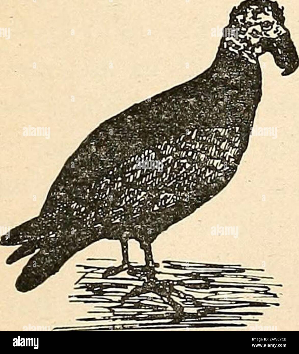 Rapport du comité naval à la Chambre des représentants, août 1850, en faveur de l'établissement d'une ligne de navires à vapeur par courrier sur la côte ouest de l'Afrique, et de la fin de la Méditerranée à Londres; . se sont les buzzards à plumage foncé, ou zophlo-tes (^Catharista alrata), qui sont toujours en alerte de ramassage et de dévorer la matière de déchets de toute sorte trouvé dans les rues ou sur les maisons. Ils combattent même les amongeux pour des morceaux de déchets convoités sur le dessus des théwagons, et souvent le wagon WIU être à moitié emptiedavant qu'il atteigne le lieu de dumping.Ils sont sagement protégés par la loi,et un Banque D'Images