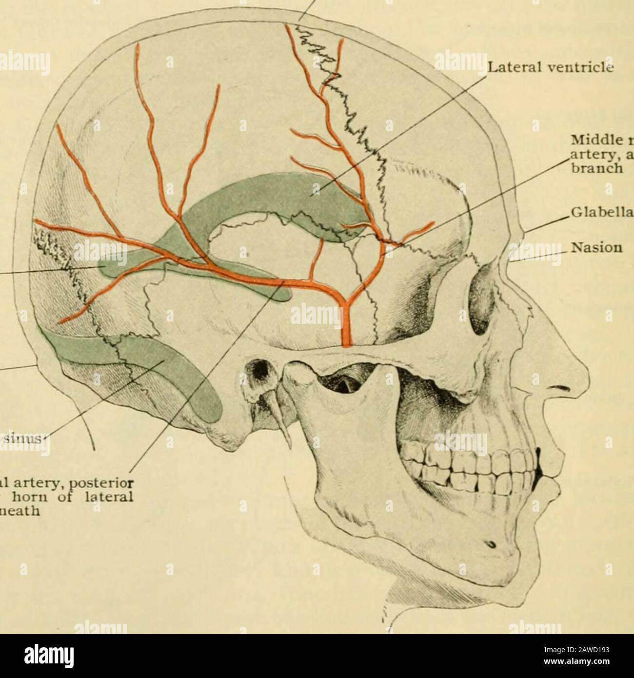 Anatomie humaine, y compris structure et développement et considérations pratiques . lel à la fissure longitudinale à l'intérieur de i8 mm. (^ ;?4 po.; du fissure de Rolando. Le sulcus frontal inférieur de Tlie est représenté, appro.ximo, par l'extrémité antérieure de la crête temporelle. Dans le lobe pariétal, le sulcus le plus imjjortant est l'intrapariétal. Elle mendière le membre horizontal de la fissure de Sylvius, et passe vers le haut et vers le dos à mi-chemin entre le fissure de Rolando et l'éminence pariétale. Elle s'envenge vers l'arrière, à mi-chemin de la fissure longitudinale et du centre du par Banque D'Images