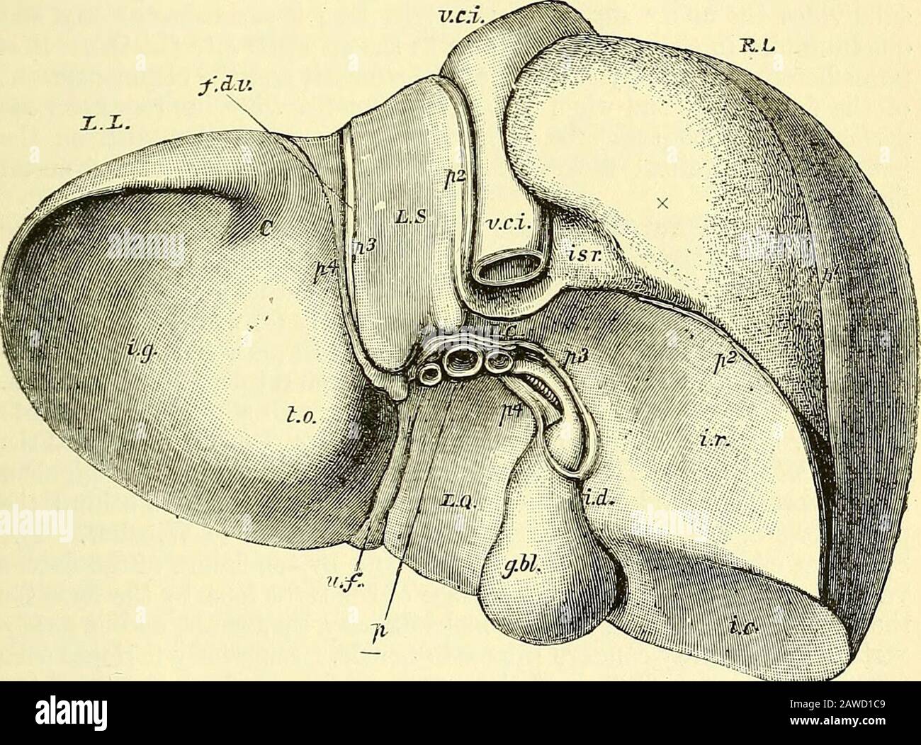Les éléments de l'anatomie de Quain . r, mais aussi des parties de ce qui ont jusqu'ici été détournés comme appartenant à la surface inférieure, à savoir une partie du lobe gauche, et l'ensemble du lobe Spig-elian), regarde complètement vers l'arrière, et peut donc FORMER LE LIYEE. 621 être plus correctement décrit comme formant une troisième surface ou une surface postérieure. TMS modeof description des surfaces WuL donc être suivi ici. La surface supérieure de l'organe est convexe, lisse et couverte de péritoine. Il est marqué dans une partie droite, large et convexe, et une partie gauche, plus petite et plus plate, par la ligne de l'accessoire o Banque D'Images