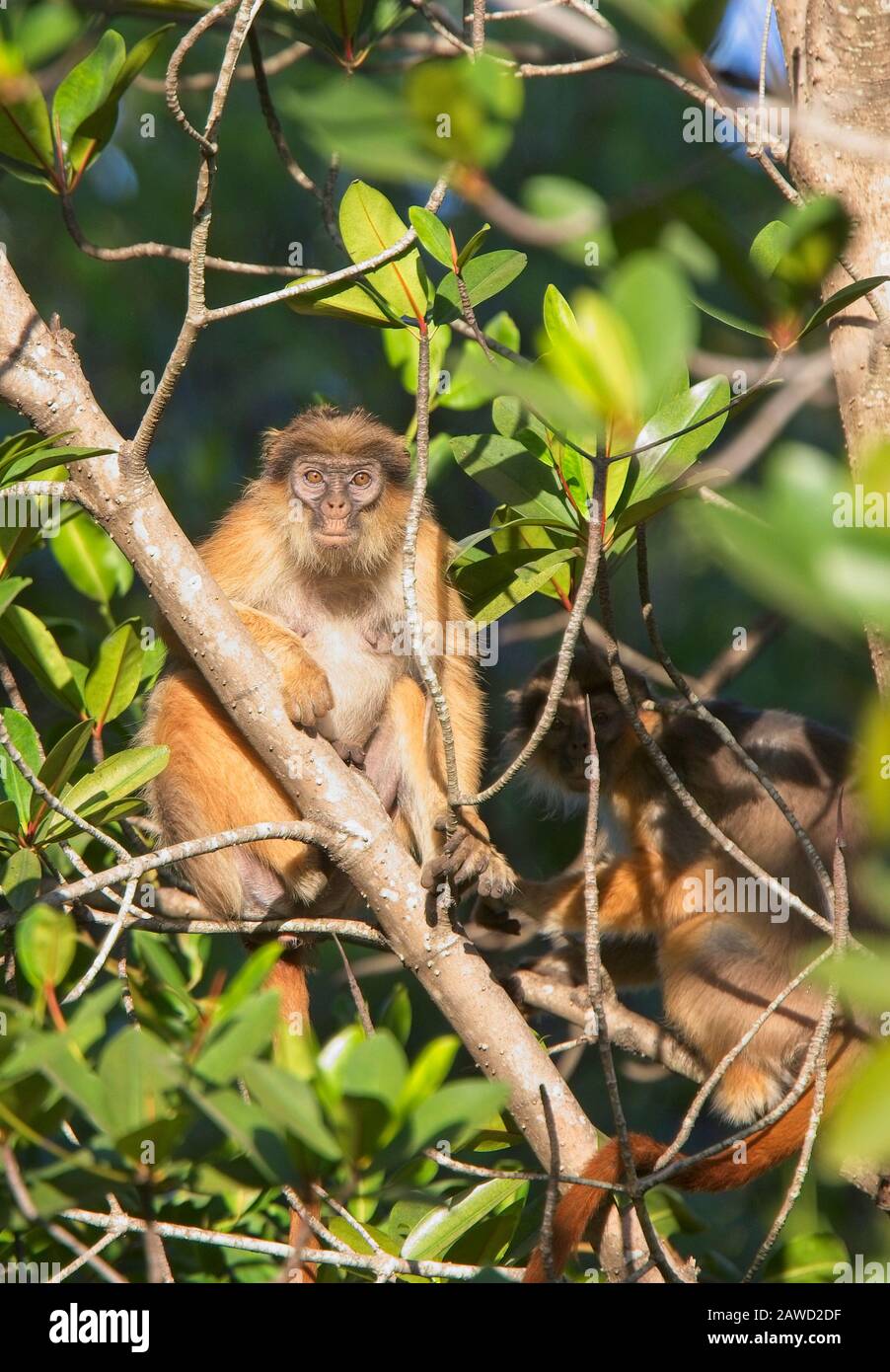 Colobus rouge occidental, ou Colobus Bay (Procolobus badius), femme assise dans un arbre, Gambie. Banque D'Images