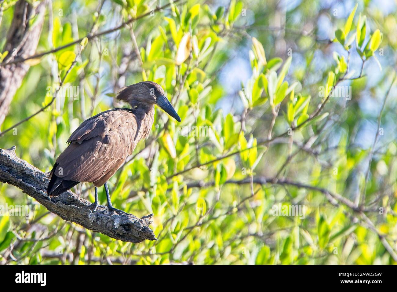 Hamerkop (Scopus umbretta) perché dans un arbre, Gambie. Banque D'Images